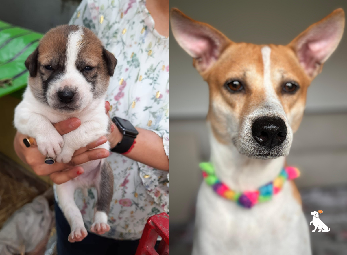 What to Document About Your Dog