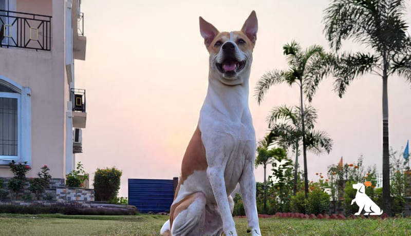 Understanding Your Dog Better